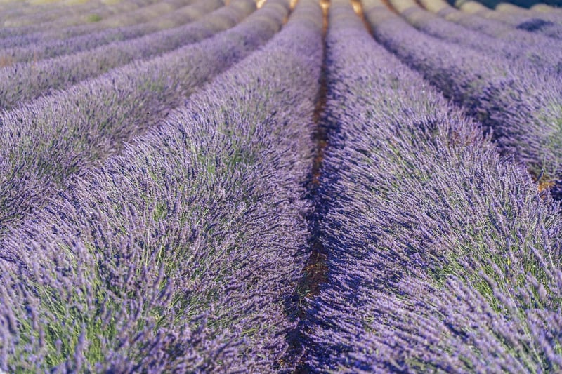 Lavender essential oil